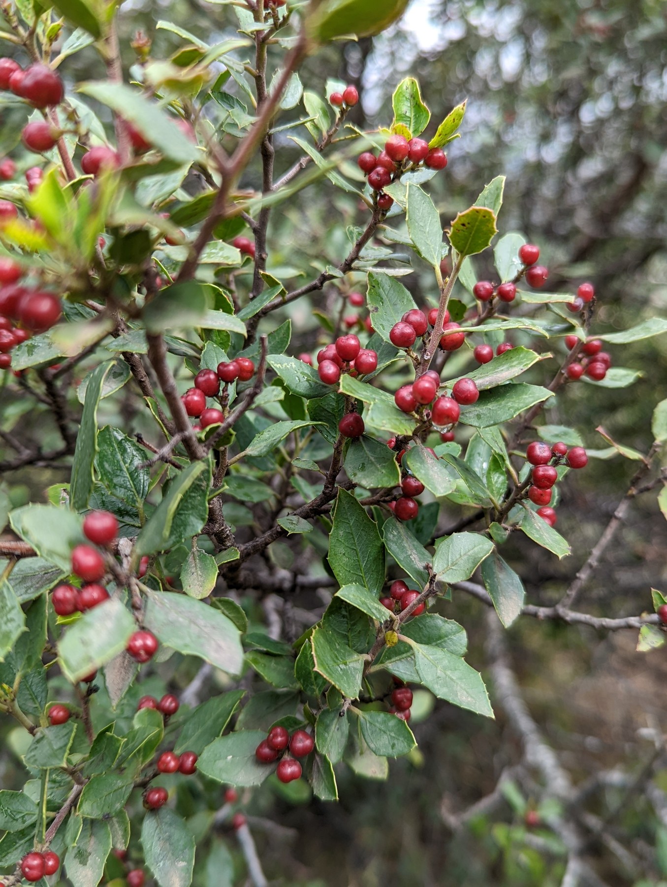 Local hiking Marxuquera